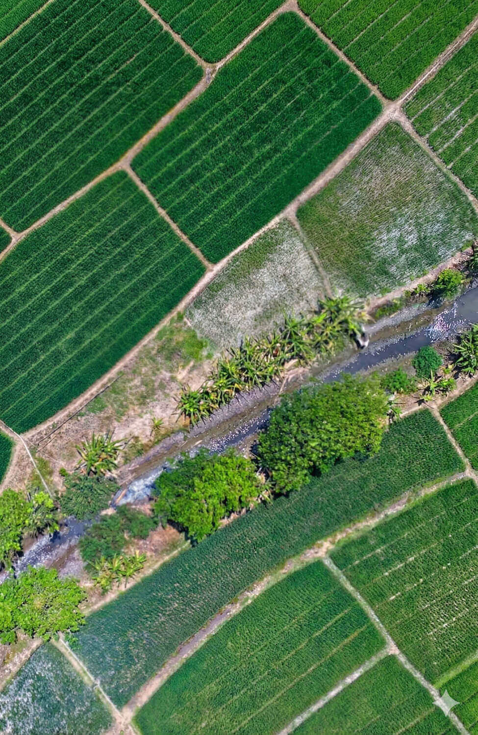 Aerial view of farmland in York Region